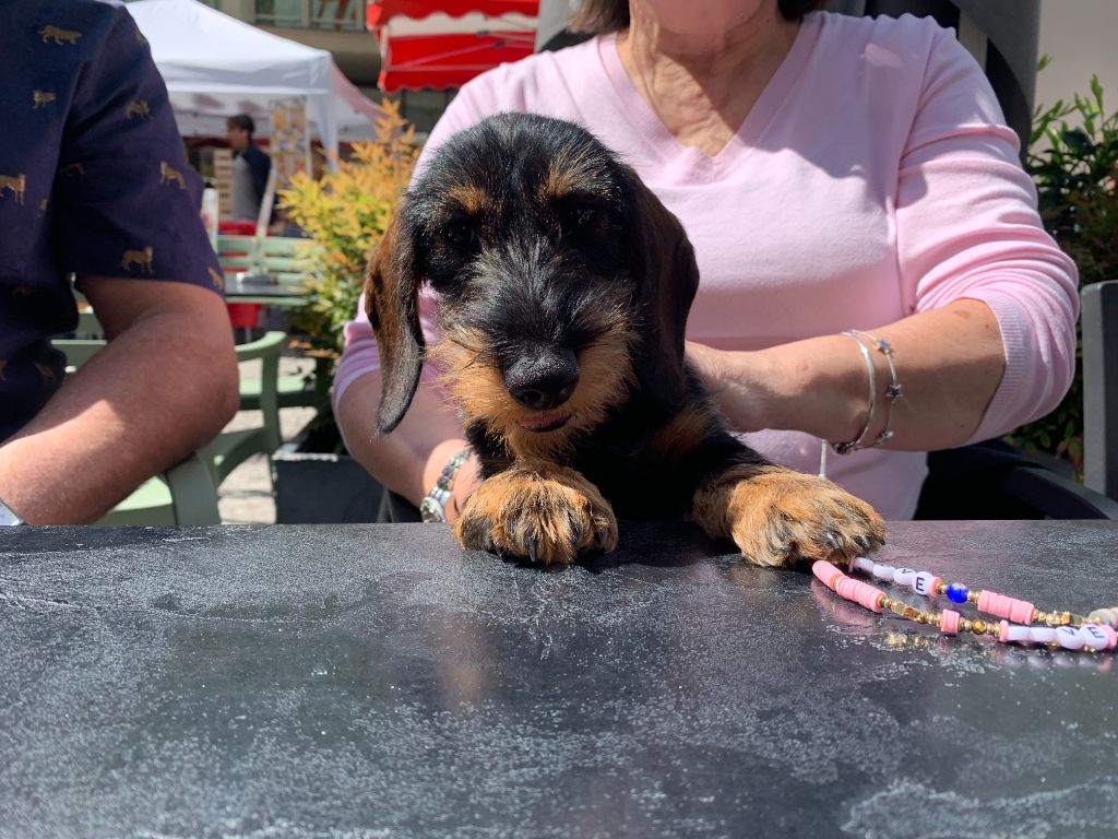 Tyrannic - Chiots disponibles - Teckel poil dur