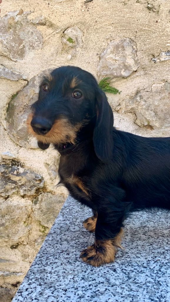 Chiot Teckel poil dur Tyrannic